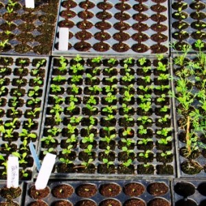 Vegetable Seedlings in Seed Trays for Allotment