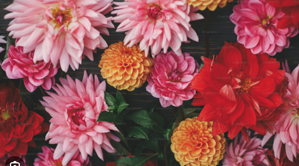 Dahlias